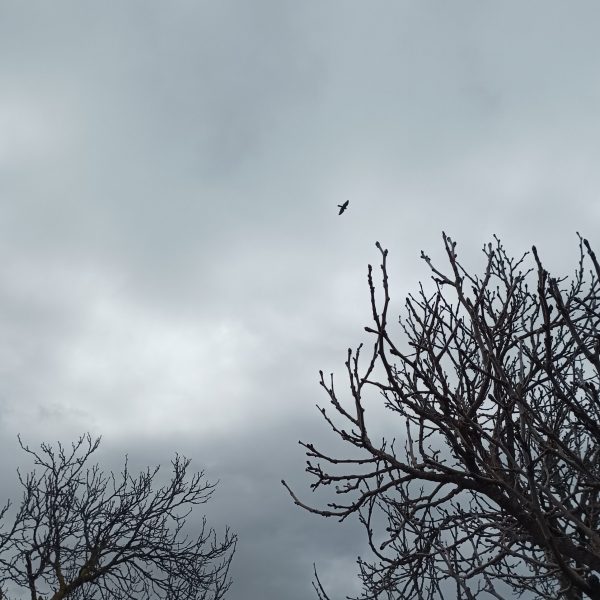 IMG_20250412_134637